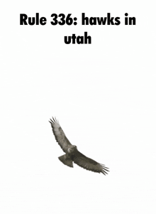 a picture of a hawk flying with the words rule 336 hawks in utah above it .