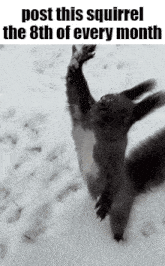 a black and white photo of a squirrel with the words post this squirrel the 8th of every month on the bottom
