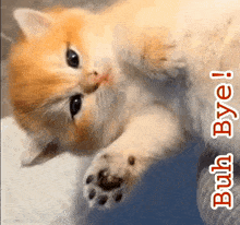 Buh Bye Kitten GIF - Buh Bye Kitten GIFs