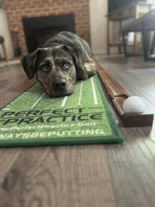 Dog Golf GIF - Dog Golf Caddyshack GIFs