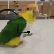Parrot Funny GIF - Parrot Funny GIFs