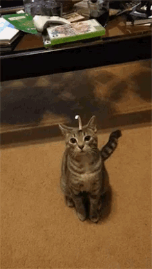 Cat Hilarious GIF - Cat Hilarious Silly GIFs
