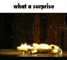 a picture of a lion laying on its back with the words what a surprise below it