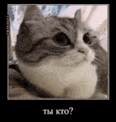 a picture of a cat with the words " ты кто " written below it