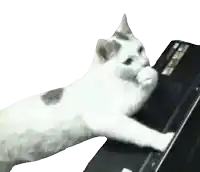 a white cat is playing a piano with a black background