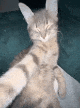Gmfu Cat GIF - Gmfu Cat Cat Meme GIFs