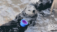 Otter Toys GIF - Otter Toys Doesnt GIFs