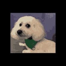 Kiwi Dog GIF - Kiwi Dog GIFs