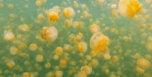 Jelly Fish Ocean GIF - Jelly Fish Ocean Yellow GIFs