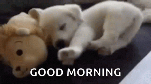 Good Morning Puppy GIFs | Tenor