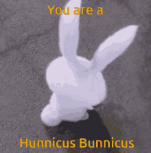 Hunnicus Bunnicus GIF - Hunnicus Bunnicus Hunnicus Bunnicus GIFs