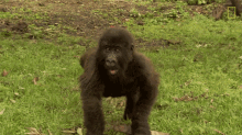 Clapping Protecting Orphaned Gorillas GIF - Clapping Protecting Orphaned Gorillas Mission Critical GIFs
