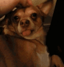 dog pet tongue cuddle dog