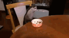 This Otter Has Better Table Manners Than I Do  GIF
