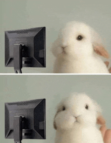 a small white rabbit is looking at a computer monitor .