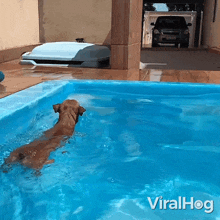 Swimming Dog GIF - Swimming Dog Viralhog GIFs