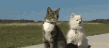 Cat Dog GIF - Cat Dog Cruising GIFs