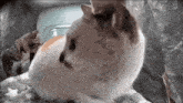 Cat Meme Cat GIF - Cat Meme Cat Cat Side Eye GIFs