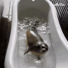 Swimming The Pet Collective GIF - Swimming The Pet Collective Seal GIFs