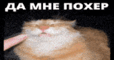 a cat with its eyes closed is being touched by a person 's finger