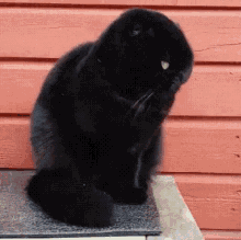 a black cat is sitting on a mat in front of a red wall