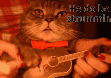 cute cats cat playing guitar