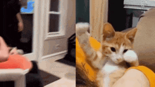 a cat is sitting on a couch with its paw up and a person is playing with it .