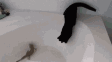 Cat Owned GIF - Cat Owned Shower GIFs