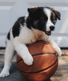 Basketball Dog GIF