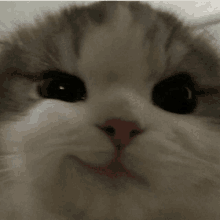 Cat Smirk GIF - Cat Smirk Cat Smirk GIFs