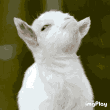 Goat Cute GIF - Goat Cute GIFs