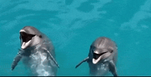 two dolphins are swimming in the ocean with their mouths open and looking at the camera .