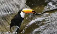 bird toucan