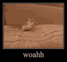 Animals With Captions Woahh GIF - Animals With Captions Woahh Mouse GIFs