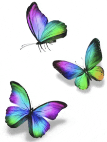 Colourful Butterflies GIF - Colourful Butterflies GIFs