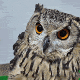 a close up of an owl with big orange eyes