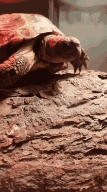 Turtle Pose GIF