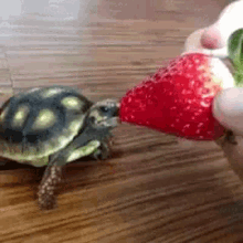 Turtle Lunch GIF