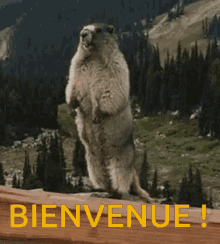 Bienvenue Marmotte GIF - Bienvenue Marmotte GIFs