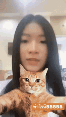 Stangbnk48 Cat GIF
