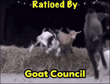 Goat Council Kylen Back W GIF - Goat Council Kylen Back W Kylen4kt GIFs