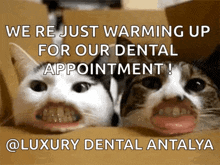 Funny Cats GIF - Funny Cats Teeth GIFs