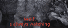 wolf watching wolf is always watching