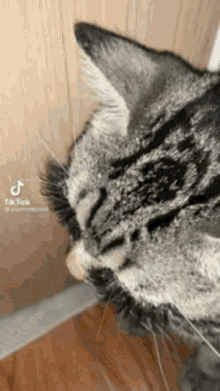 Cat Lash GIF - Cat Lash Extension GIFs