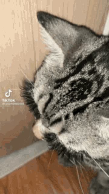 Cat Lash GIF - Cat Lash Extension GIFs