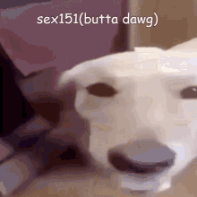 butterdog sex151