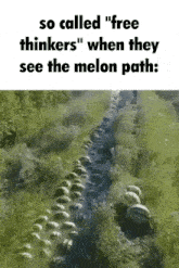 a bunch of watermelons are lined up in a field with the caption so called free thinkers when they see the melon path