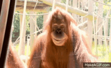 Monkey Orangutan GIF - Monkey Orangutan Weird GIFs