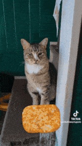 Intelligent Hashbrown GIF - Intelligent Hashbrown Cat GIFs