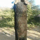 a tree trunk with a person standing on it in the background